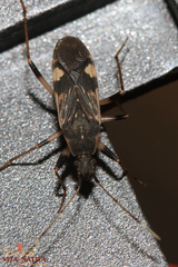Dieuches armatipes