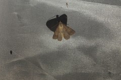 Digrammia muscariata