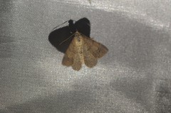 Digrammia muscariata