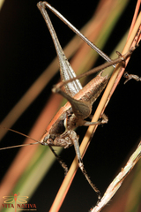 Pterolepis spoliata