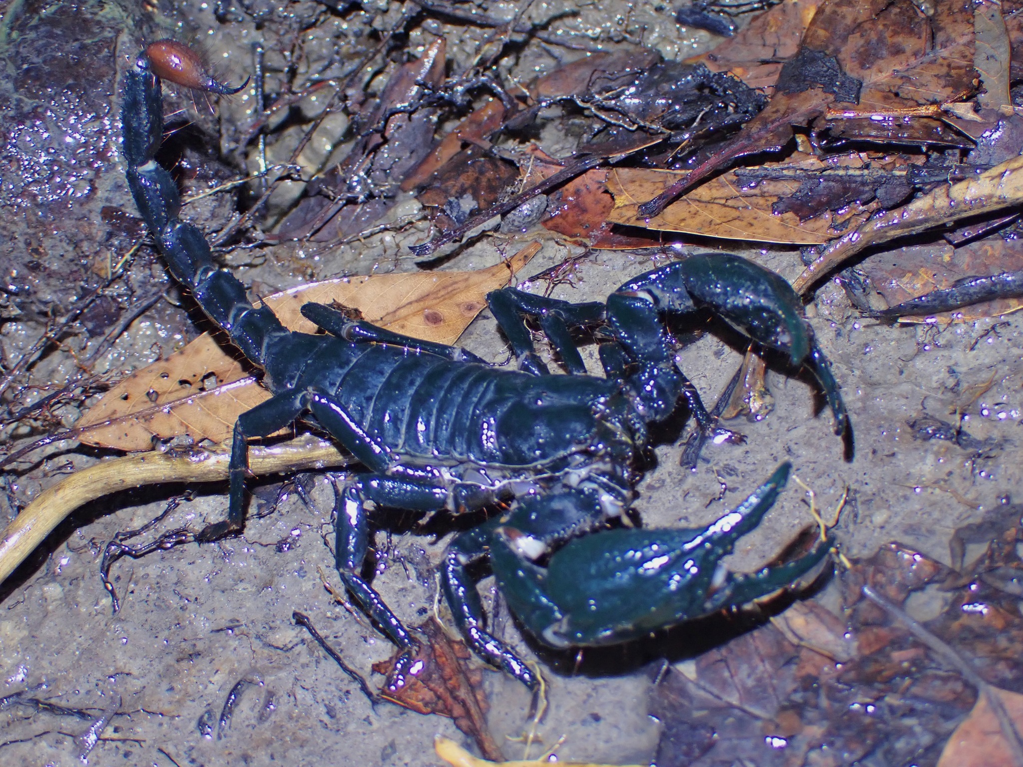 giant blue scorpion