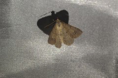 Digrammia muscariata