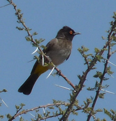 Pycnonotus nigricans