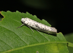 Yponomeuta irrorellus