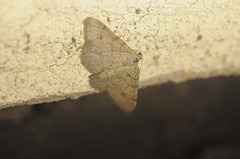 Digrammia muscariata