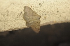 Digrammia muscariata