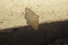 Digrammia muscariata