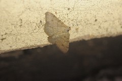 Digrammia muscariata