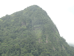 Bentinckia condapanna