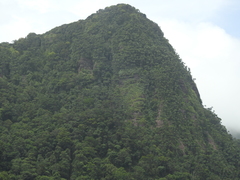 Bentinckia condapanna