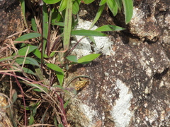 Taractrocera ceramas
