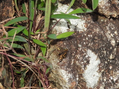 Taractrocera ceramas