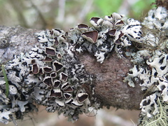 Hypogymnia occidentalis