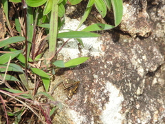 Taractrocera ceramas