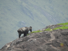 Nilgiritragus hylocrius