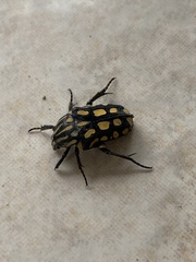Euglypta flavopunctata