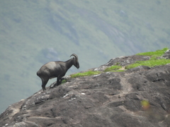Nilgiritragus hylocrius