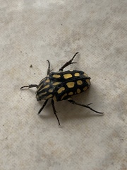 Euglypta flavopunctata