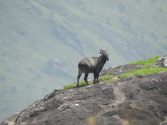 Nilgiritragus hylocrius