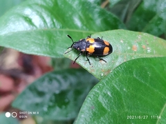 Episcapha quadrimacula