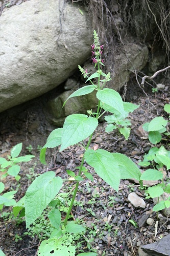 Whitespot (Stachys sylvatica)