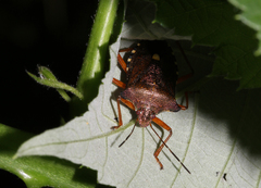 Pentatoma rufipes