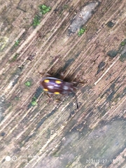 Eumorphus tetraspilotus