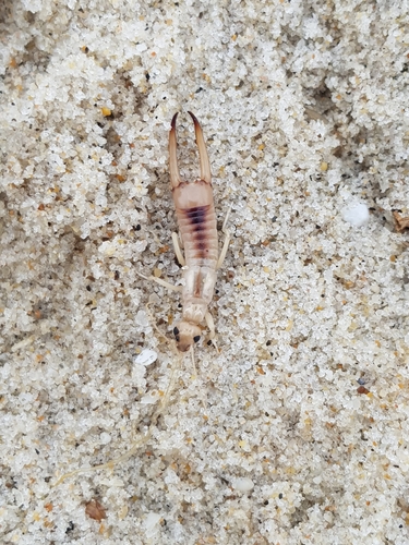 photo of Shore Earwig (Labidura riparia)