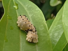 Pompelon marginata