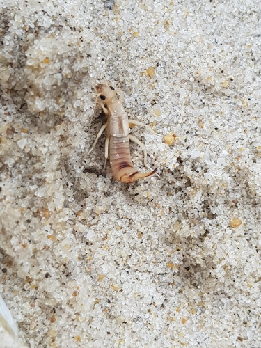 photo of Shore Earwig (Labidura riparia)