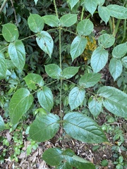 Aralia armata