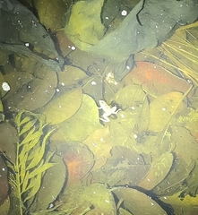 Euphlyctis cyanophlyctis