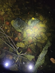 Euphlyctis cyanophlyctis