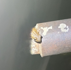 Polypedates maculatus