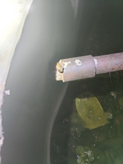 Polypedates maculatus