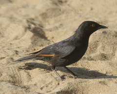 Onychognathus nabouroup