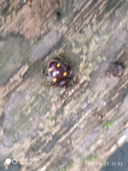 Eumorphus tetraspilotus