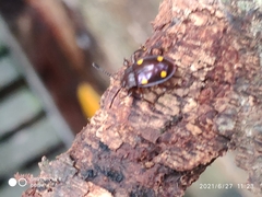 Eumorphus tetraspilotus