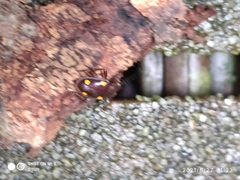 Eumorphus tetraspilotus