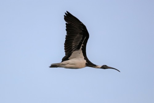 Straw-necked Ibis