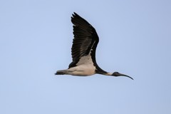 Straw-Necked Ibis photo 3