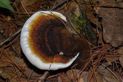 Ganoderma tsugae image