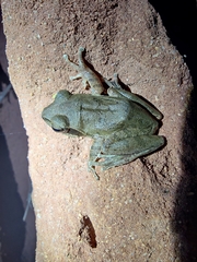 Polypedates maculatus