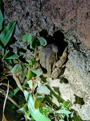 Polypedates maculatus