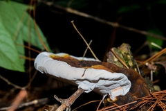 Image of Ganoderma tsugae