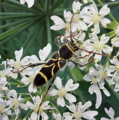 Cyrtoclytus capra