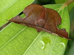 Fascellina chromataria