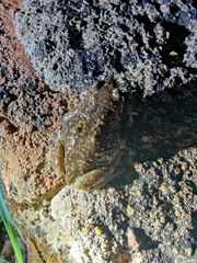 Uperodon variegatus