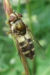 Leucozona laternaria