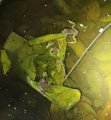 Duttaphrynus melanostictus